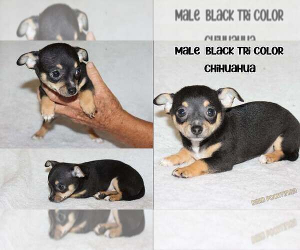 Medium Photo #1 Chihuahua Puppy For Sale in HUDSONVILLE, MI, USA