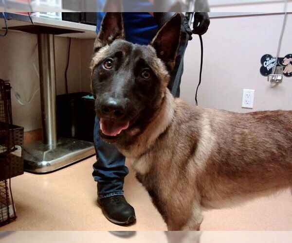 Medium Photo #1 Mutt Puppy For Sale in Martinez, CA, USA