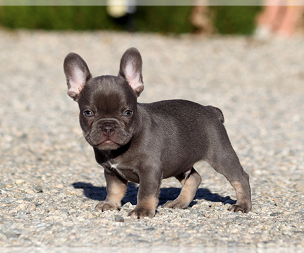 Medium Photo #7 French Bulldog Puppy For Sale in LITTLEROCK, CA, USA
