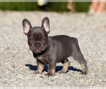Felix - Male French Bulldog Puppy for Sale - Photo #7