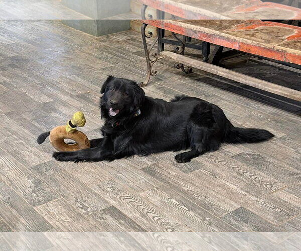 Medium Photo #2 Mutt Puppy For Sale in Grafton, WI, USA