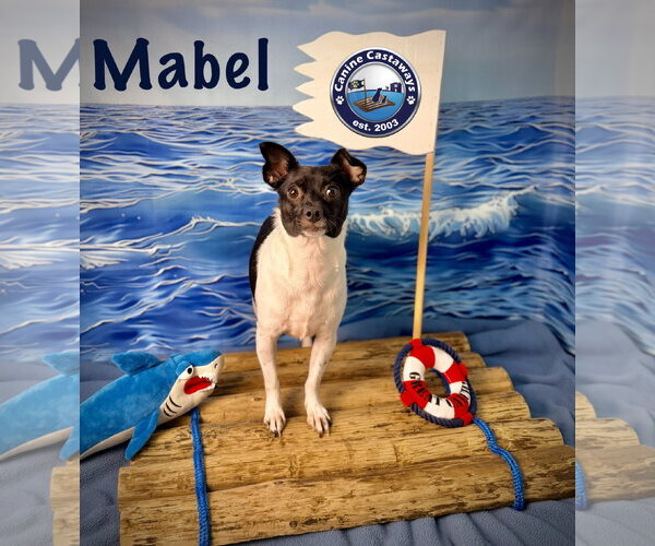 Medium Photo #4 Chihuahua-Unknown Mix Puppy For Sale in Arcadia, FL, USA