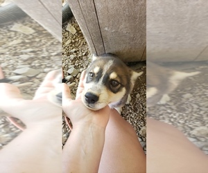 Ausky-Australian Cattle Dog Mix Puppy for sale in RUSSELLVILLE, KY, USA