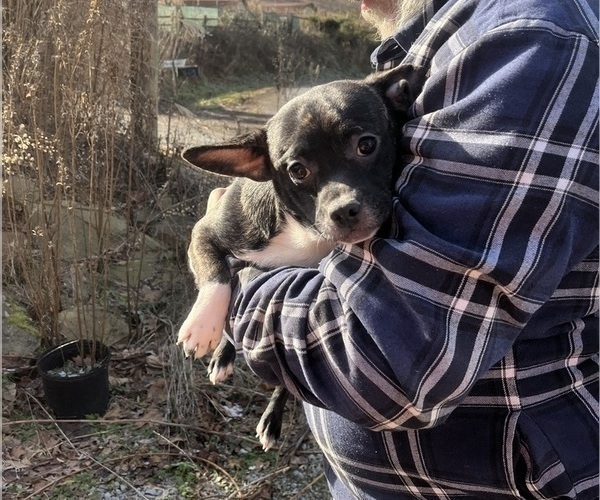 Medium Photo #24 French Bullhuahua Puppy For Sale in SPRAGGS, PA, USA