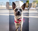 Small #5 Basenji Mix