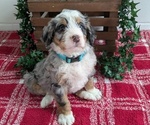 Puppy Apollo Miniature Bernedoodle
