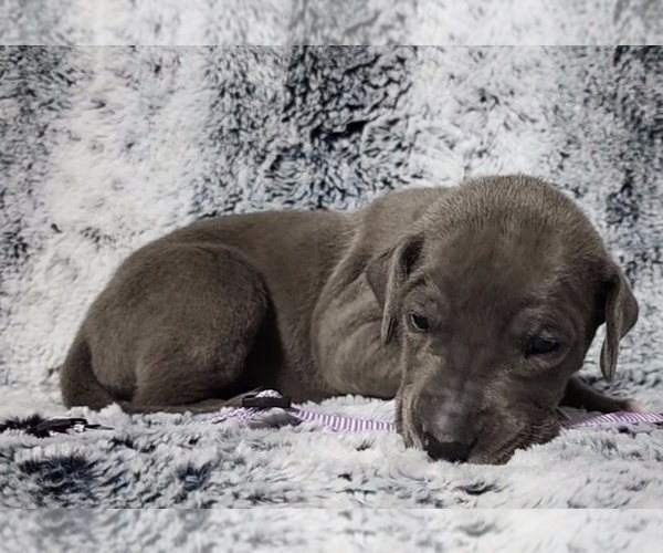 Medium Photo #12 Great Dane Puppy For Sale in OGDEN, UT, USA