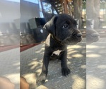Small #4 Cane Corso