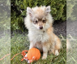 Pomeranian Puppy for Sale in MIDDLEBURY, Indiana USA