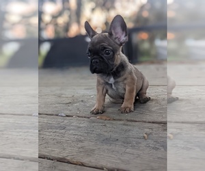 French Bulldog Puppy for sale in DUNDEE, FL, USA