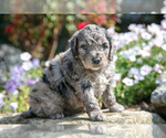 Puppy Captain Goldendoodle (Miniature)