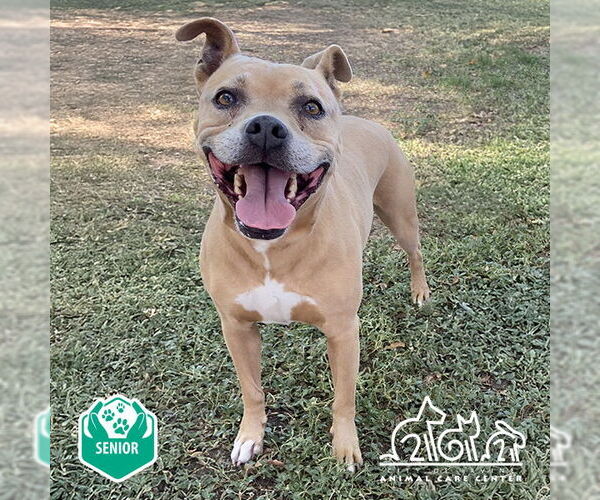 Medium Photo #1 American Pit Bull Terrier-Labrador Retriever Mix Puppy For Sale in Irvine, CA, USA