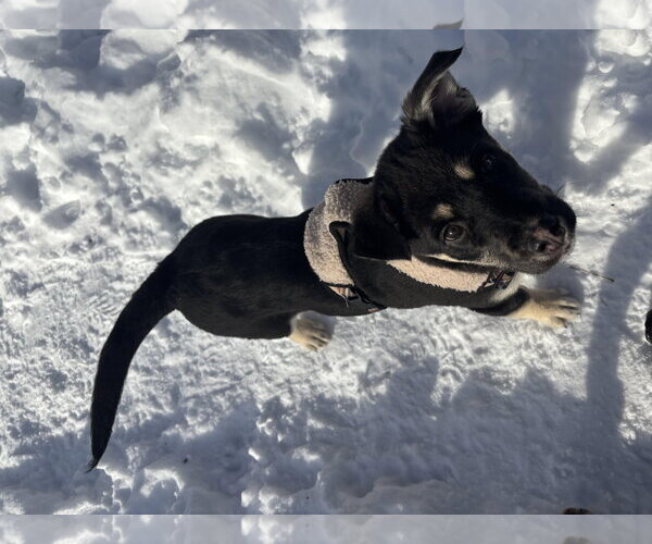 Medium Photo #12 Shepradors Puppy For Sale in Princeton, MN, USA