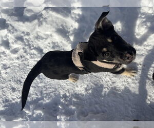 Six - Female Shepradors Dog for Adoption - Photo #12