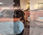 Small Photo #4 Mastiff Puppy For Sale in MERCED, CA, USA