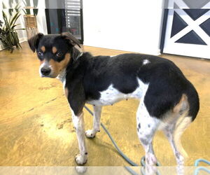 Rat Terrier-Unknown Mix Dogs for adoption in phoenix, AZ, USA