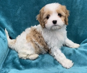 Cavachon Puppy for sale in WEST POINT, VA, USA