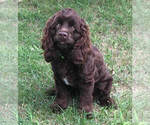 Small Photo #1 Cock-A-Poo Puppy For Sale in SALEM, MO, USA