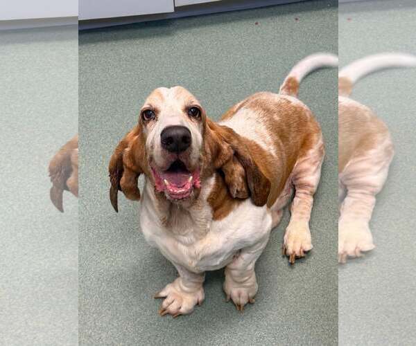 Medium Photo #3 Basset Hound Puppy For Sale in Deepwater, NJ, USA