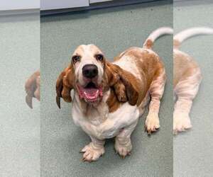 CROISSANT - Male Basset Hound Dog for Adoption - Photo #3