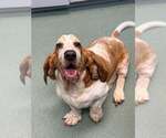 Small #2 Basset Hound