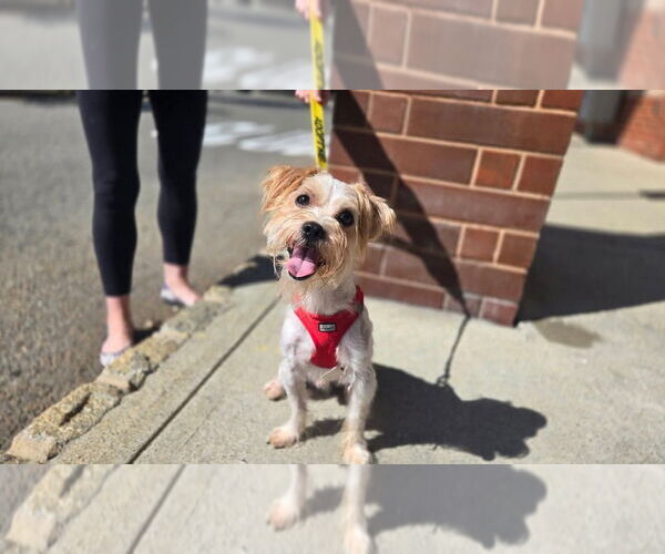 Medium Photo #5 Mutt Puppy For Sale in Caldwell, NJ, USA