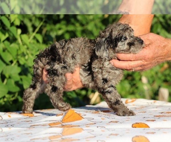Medium Photo #10 Poodle (Toy) Puppy For Sale in DYERSBURG, TN, USA