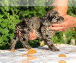 Small #9 Poodle (Toy)