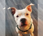 Small Photo #10 American Bulldog-Unknown Mix Puppy For Sale in Strongsville, OH, USA