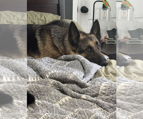 Medium Photo #4 German Shepherd Dog Puppy For Sale in Rustburg, VA, USA