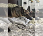 Small #3 German Shepherd Dog
