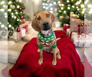 Mutt Dogs for adoption in Vail, AZ, USA