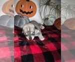 Small Photo #7 German Shepherd Dog-Siberian Husky Mix Puppy For Sale in BEAUMONT, CA, USA