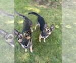 Small #5 German Shepherd Dog Mix