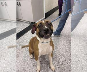 Boxer-Eurasier Mix Dogs for adoption in Front Royal, VA, USA
