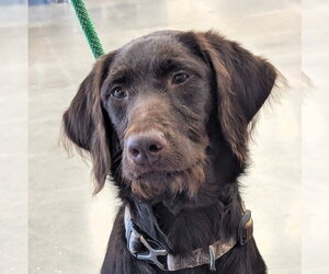 Chocolate Labrador retriever-Poodle (Standard) Mix Dogs for adoption in Milner, GA, USA