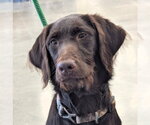 Small Chocolate Labrador retriever-Poodle (Standard) Mix