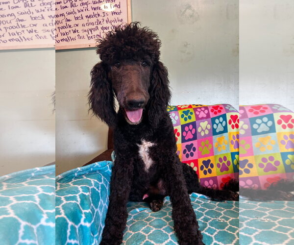 Medium Photo #10 Poodle (Standard)-Unknown Mix Puppy For Sale in Pacolet, SC, USA