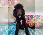 Small #9 Poodle (Standard) Mix