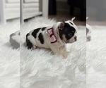 Small #7 French Bulldog