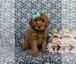 Small Photo #3 Goldendoodle (Miniature) Puppy For Sale in DELTA, PA, USA