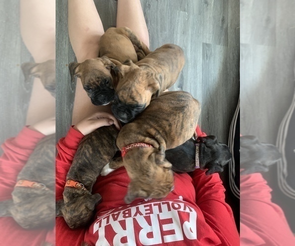 Medium Photo #20 Boxer Puppy For Sale in HASLETT, MI, USA