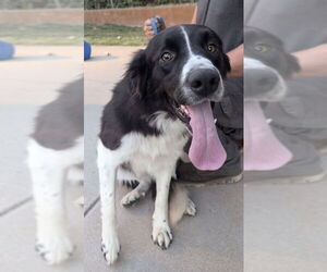 Border Collie Dogs for adoption in Great Bend, KS, USA