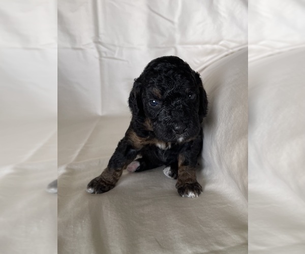 Medium Photo #8 Miniature Bernedoodle Puppy For Sale in BLOOMINGTON, IL, USA