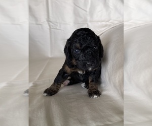Medium Miniature Bernedoodle