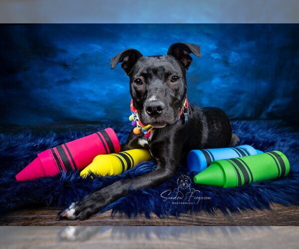 Medium Photo #8 Labrador Retriever-Unknown Mix Puppy For Sale in Enfield, CT, USA