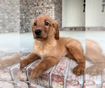 Small Photo #4 Golden Retriever Puppy For Sale in GREENFIELD, IN, USA