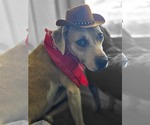 Small #1 American Pit Bull Terrier Mix