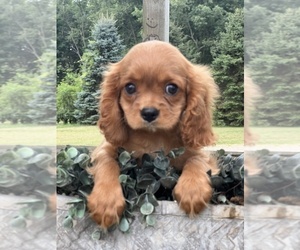 Cavalier King Charles Spaniel Puppy for sale in NILES, MI, USA