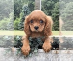 Small Cavalier King Charles Spaniel